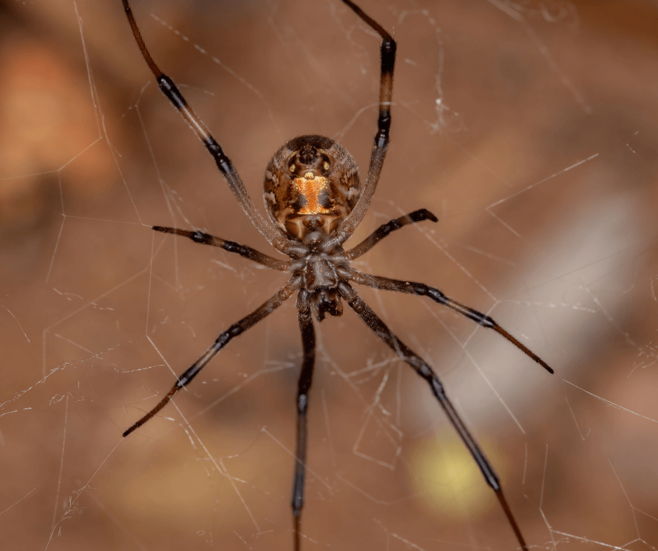 A close up of a spider on a web