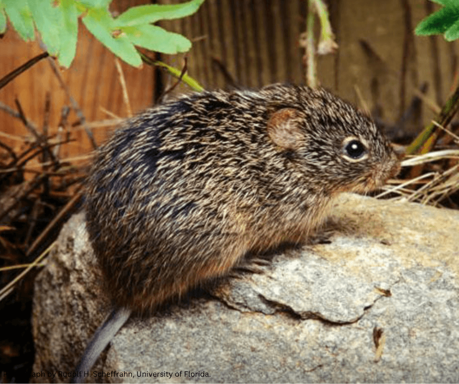 A small mouse is sitting on top of a rock.