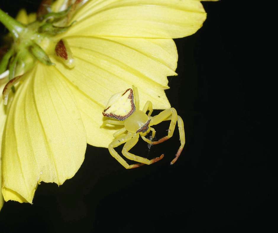 A yellow spider is sitting on a yellow flower