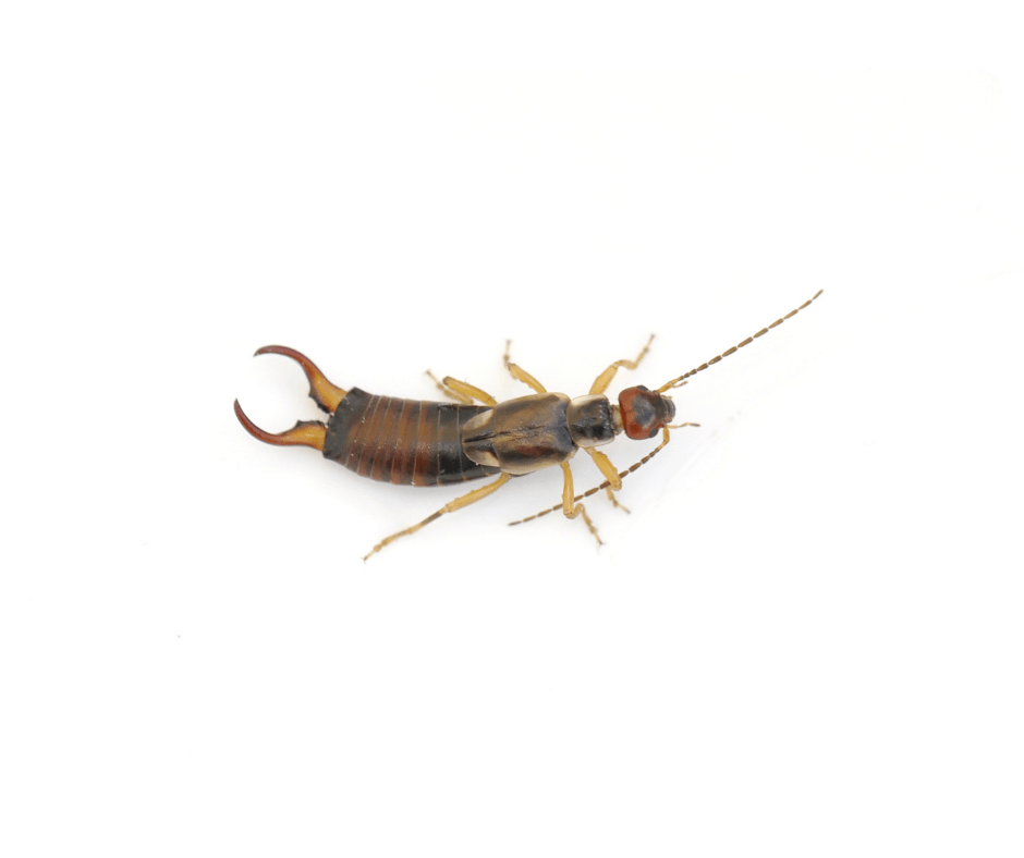 A close up of an earwig on a white background.