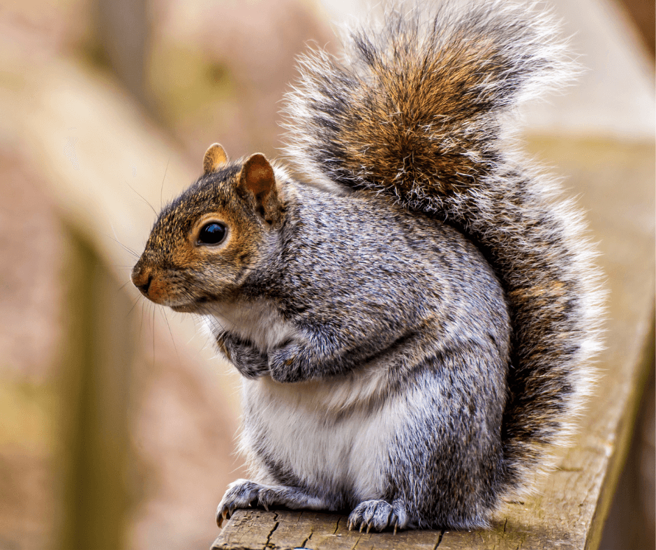 A squirrel is sitting on a wooden railing.