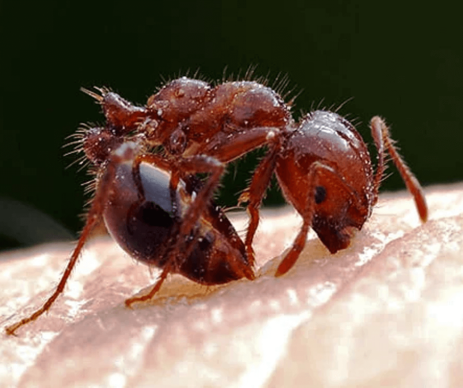 A close up of an ant on a person 's skin