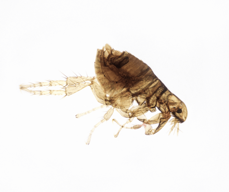 A close up of a flea on a white background.