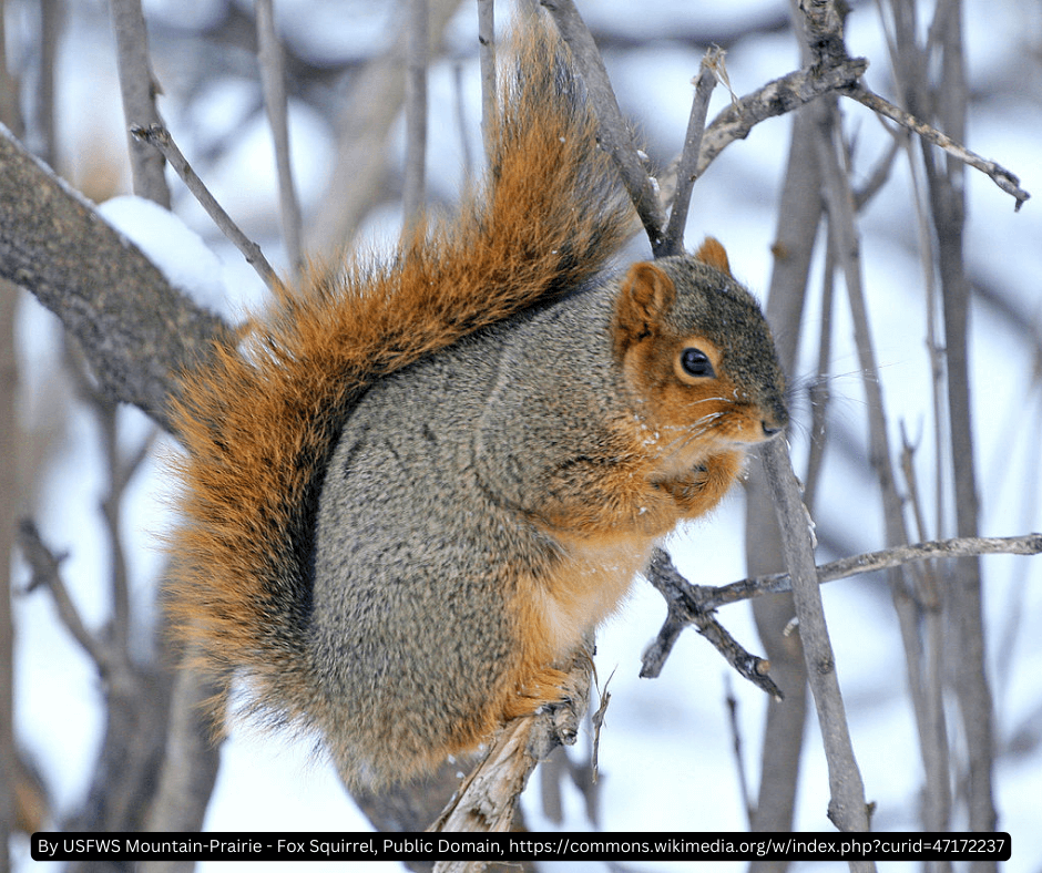 A squirrel is sitting on a tree branch in the snow