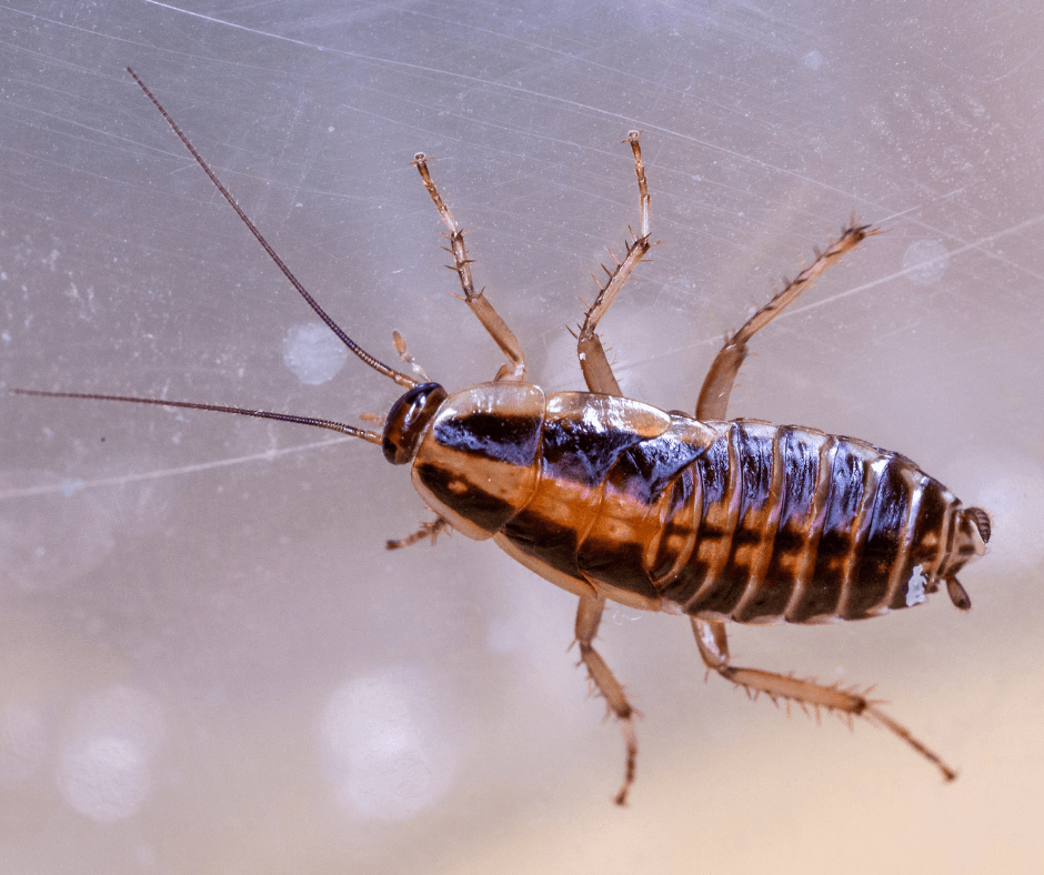 A close up of a cockroach on a glass surface