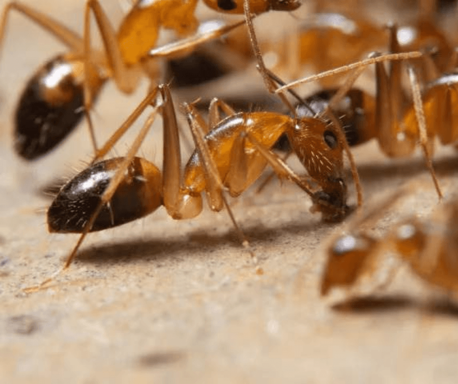 A close up of a group of ants on a surface.