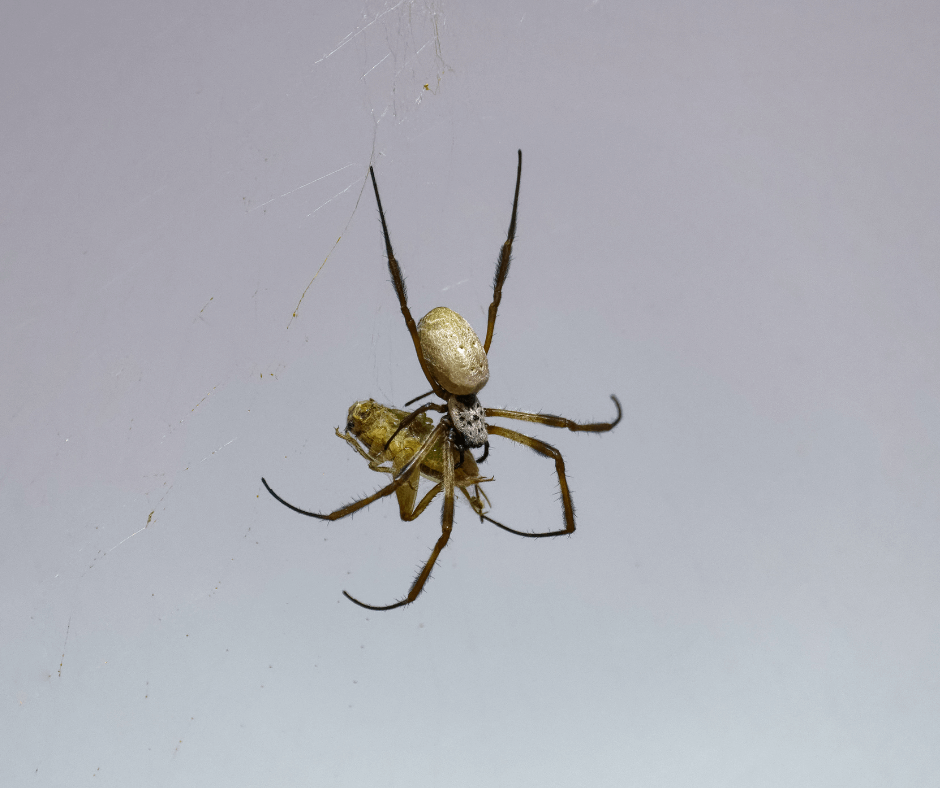 A spider is eating another spider in its web