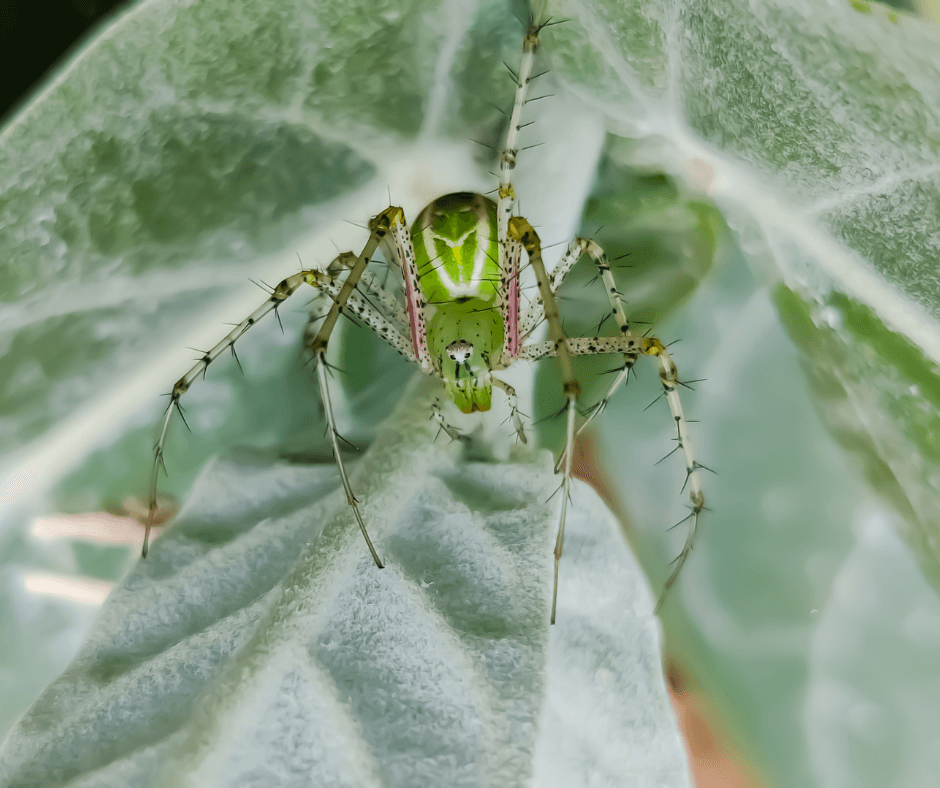 A green spider is sitting on a green leaf