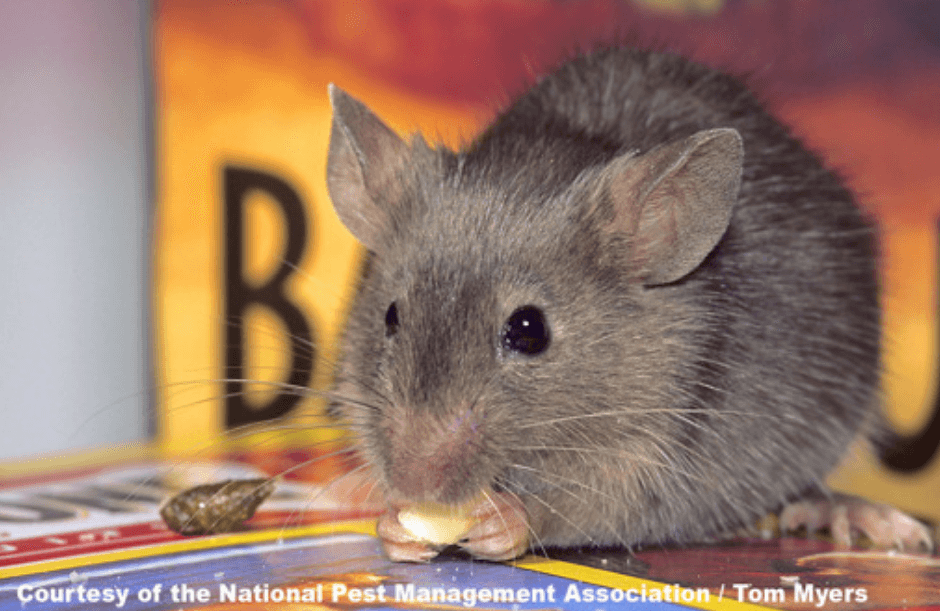 A mouse is eating a piece of food in front of a sign that says 