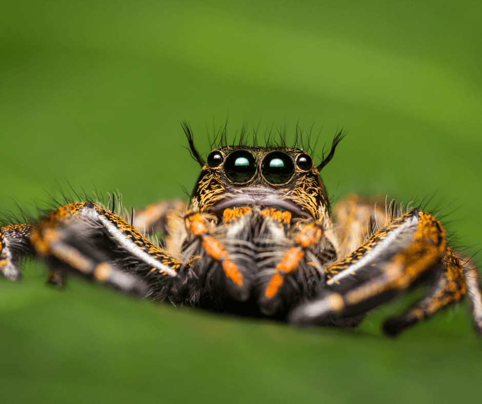 A close up of a jumping spider on a green leaf.