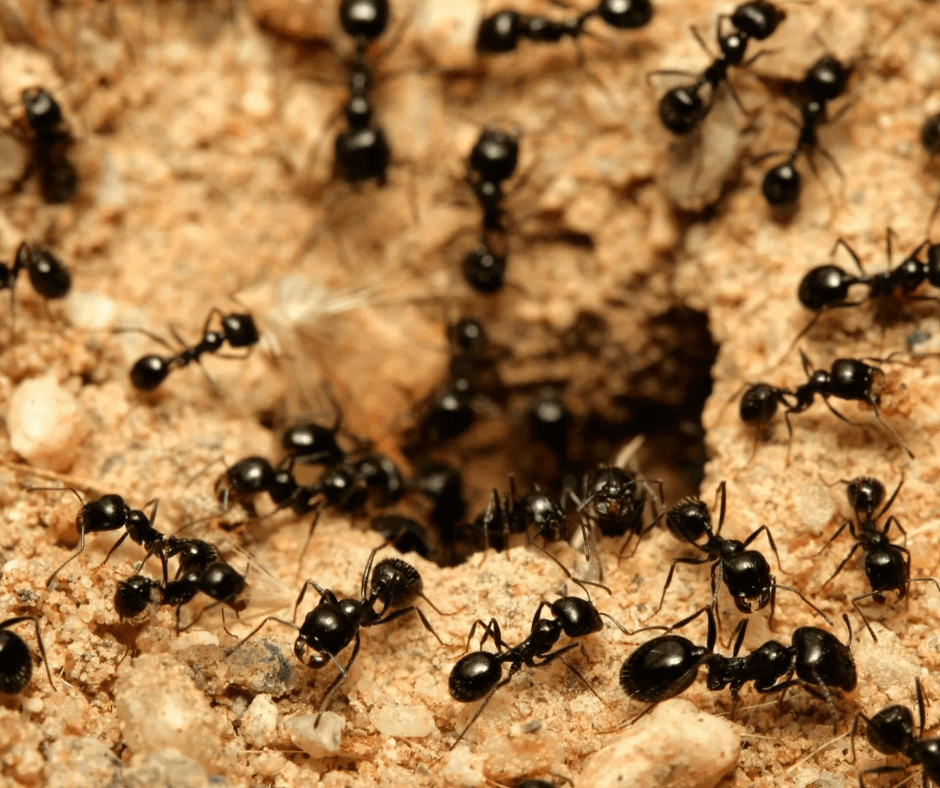 A large group of black ants are gathered around a hole in the ground.