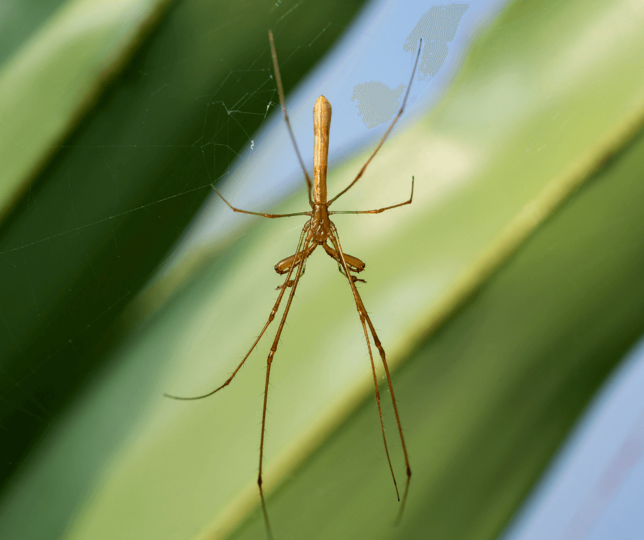 A close up of a spider on a green leaf