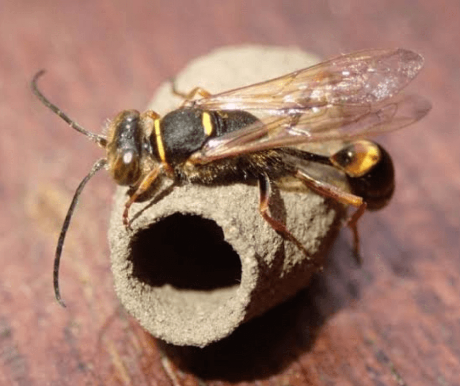 A wasp is sitting on top of a nest on a wooden table.