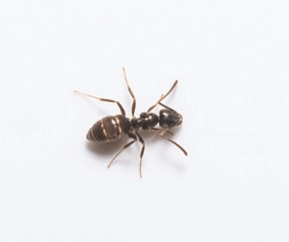 A small black ant is crawling on a white surface