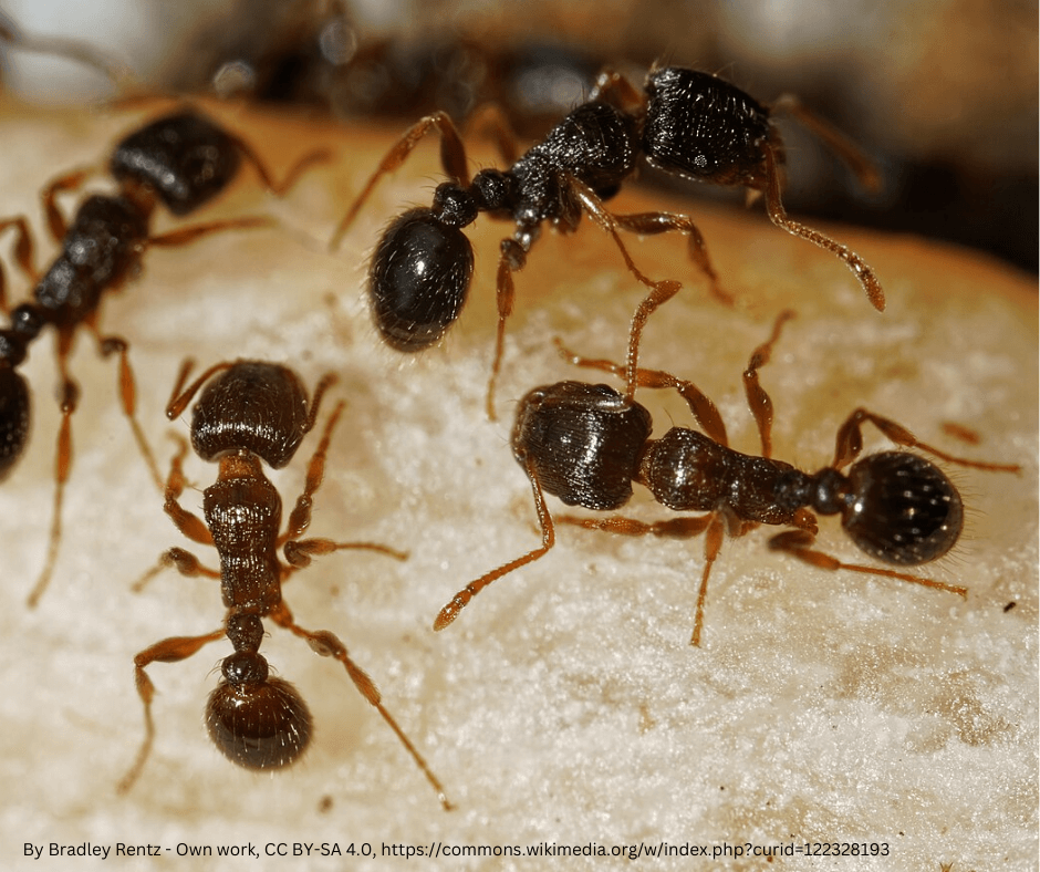 A group of ants are crawling on a piece of bread