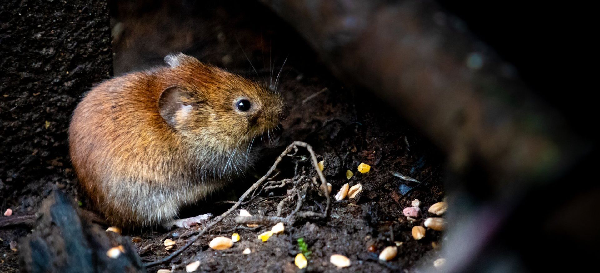 A mouse is sitting in the dirt eating food.