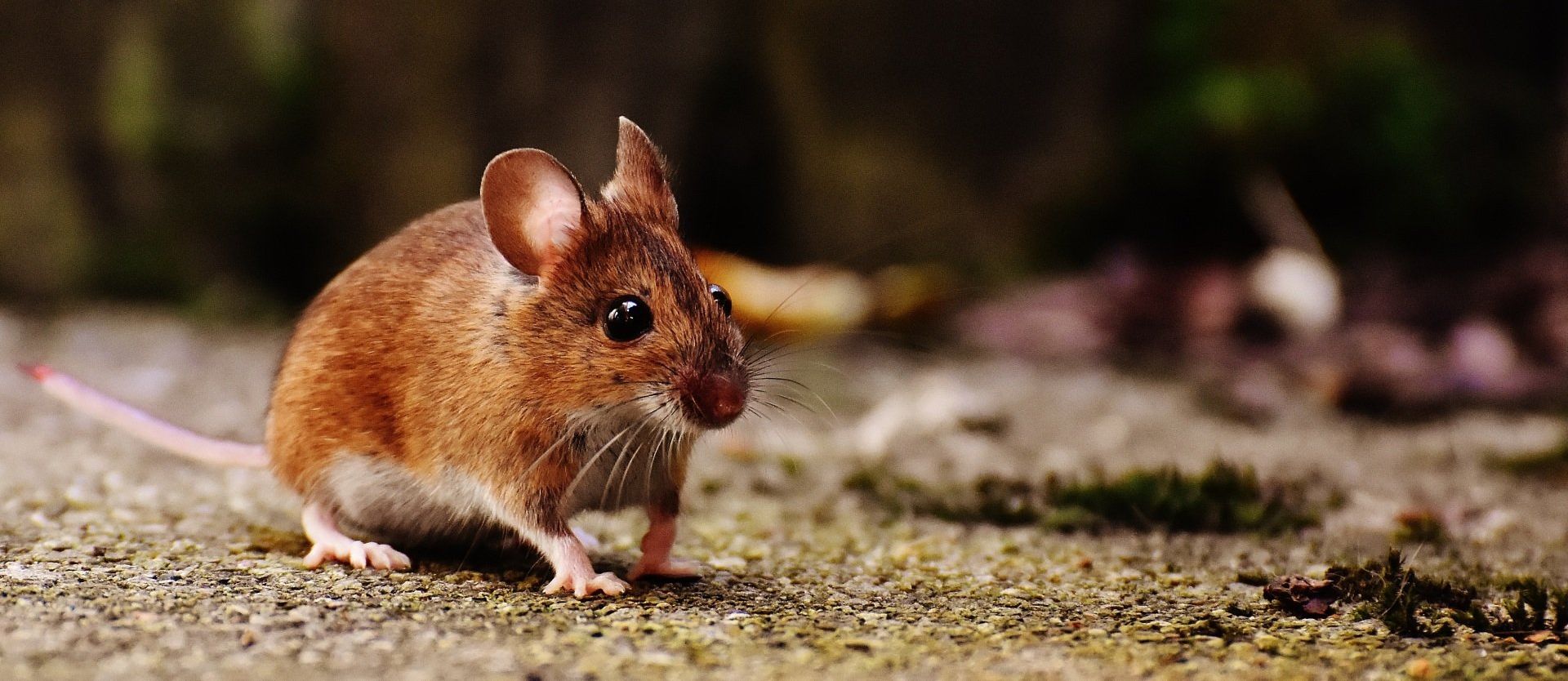 A mouse is standing on the ground looking at the camera.