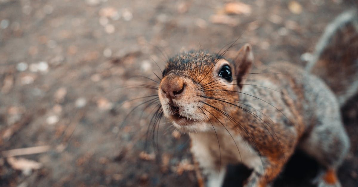 A close up of a squirrel looking up at the camera.