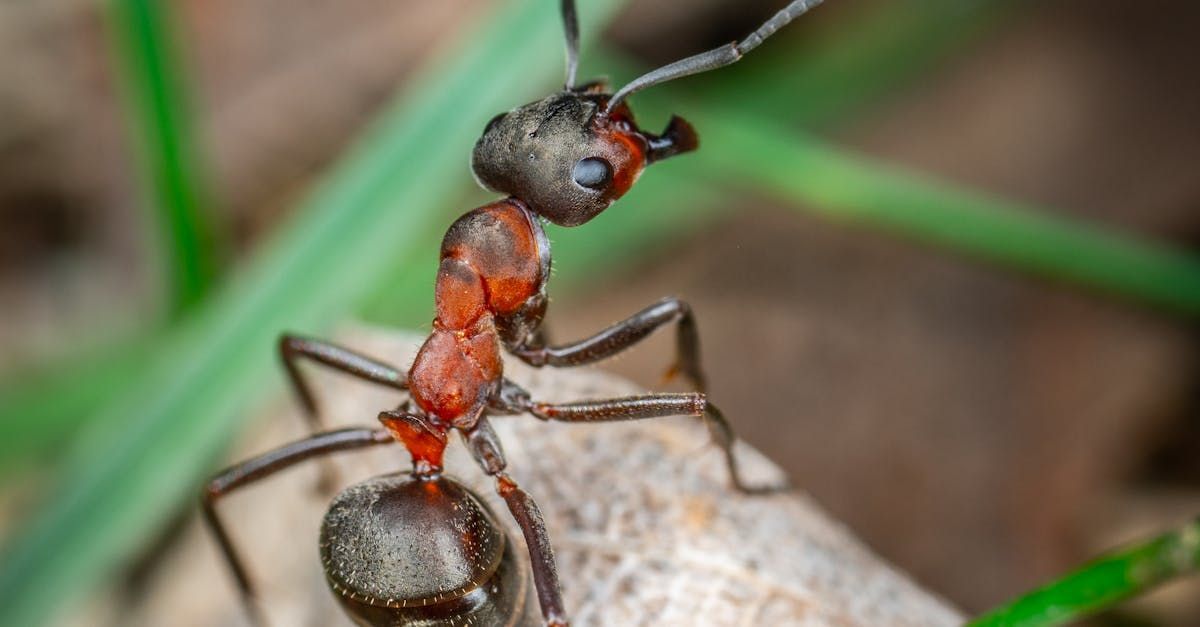 A black and white photo of two ants standing next to each other on a rock.