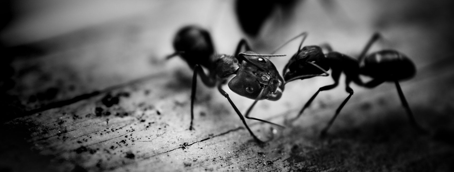 A black and white photo of two ants fighting on a rock.