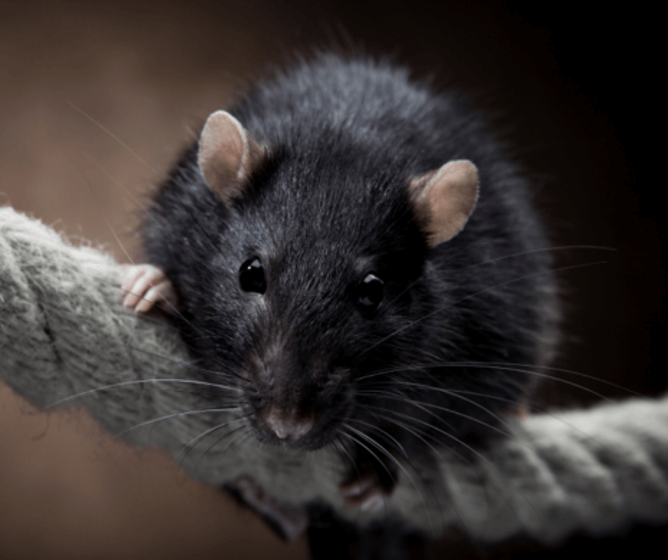 A black rat is sitting on top of a rope.