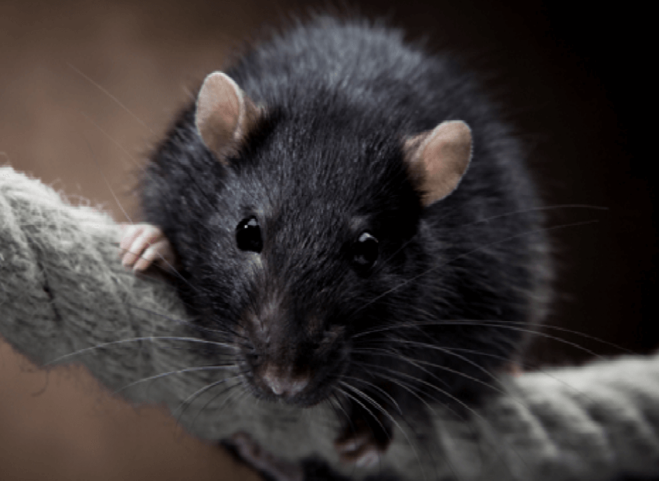 A black rat is sitting on a rope with its mouth open.