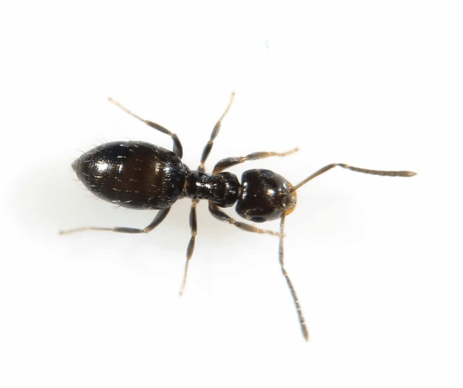 A black ant is crawling on a white surface.