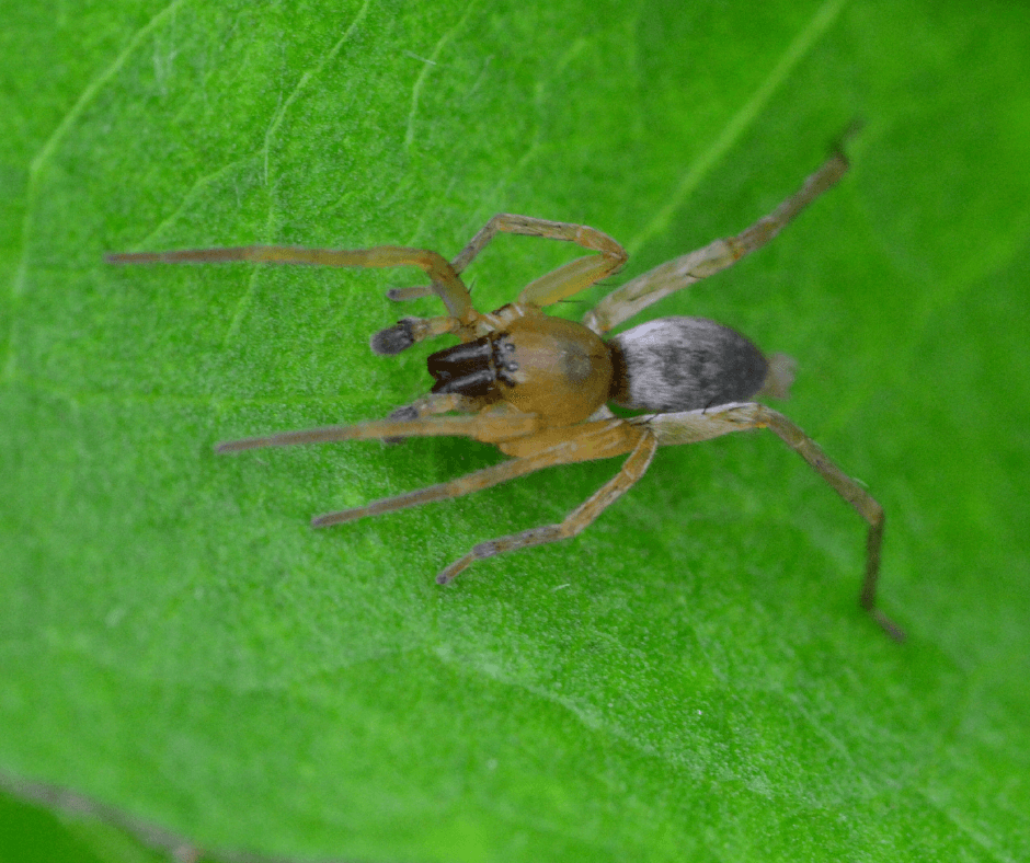 A small spider is sitting on top of a green leaf.