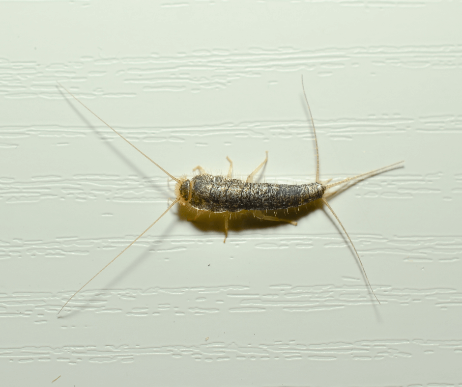 silverfish on white table