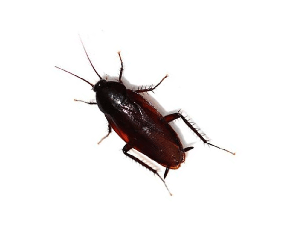 A cockroach is crawling on a white surface