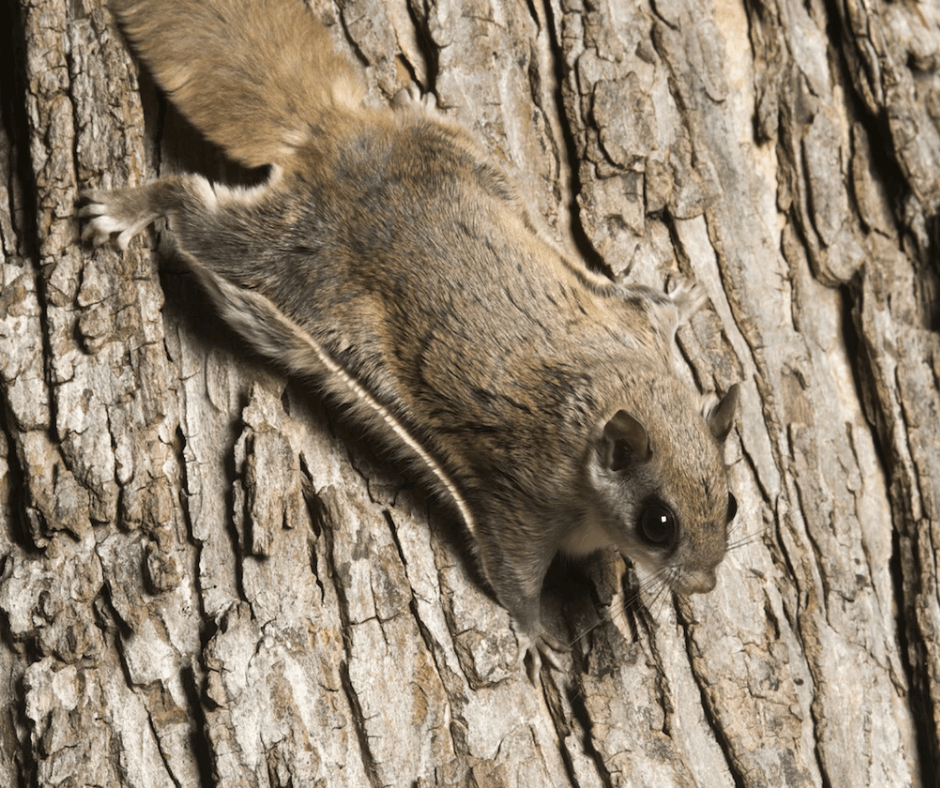 A small squirrel is sitting on a tree trunk