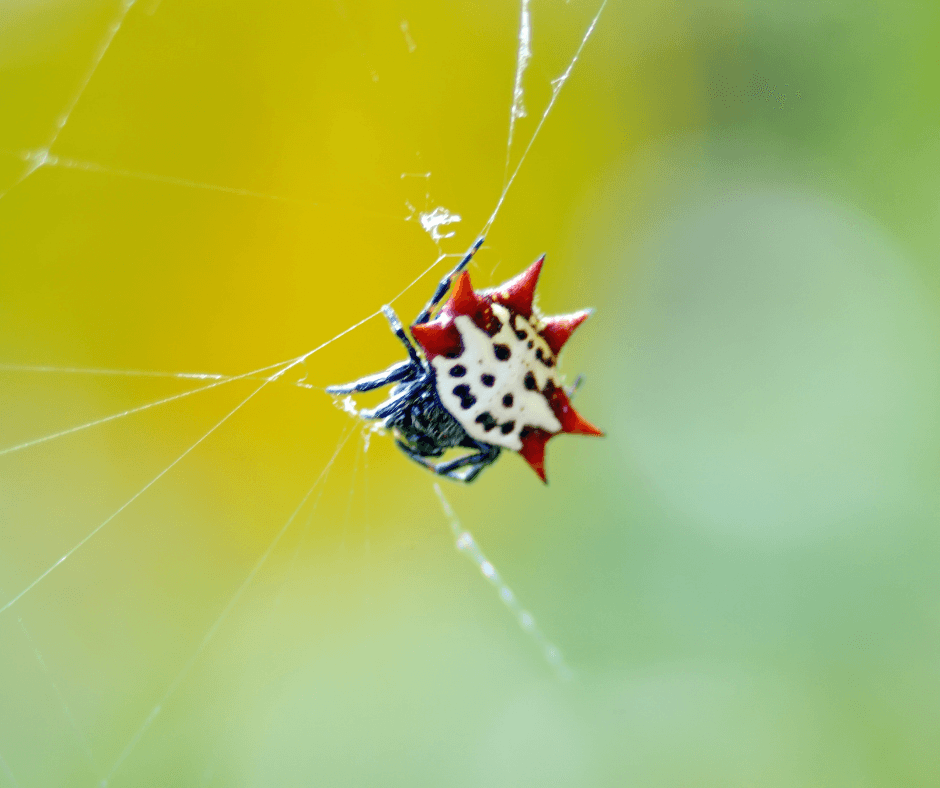 A spider with red spikes is sitting on a web