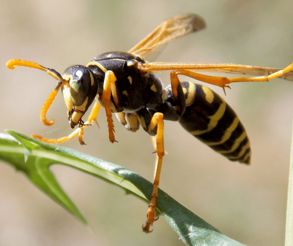 A black and yellow wasp is sitting on a green leaf