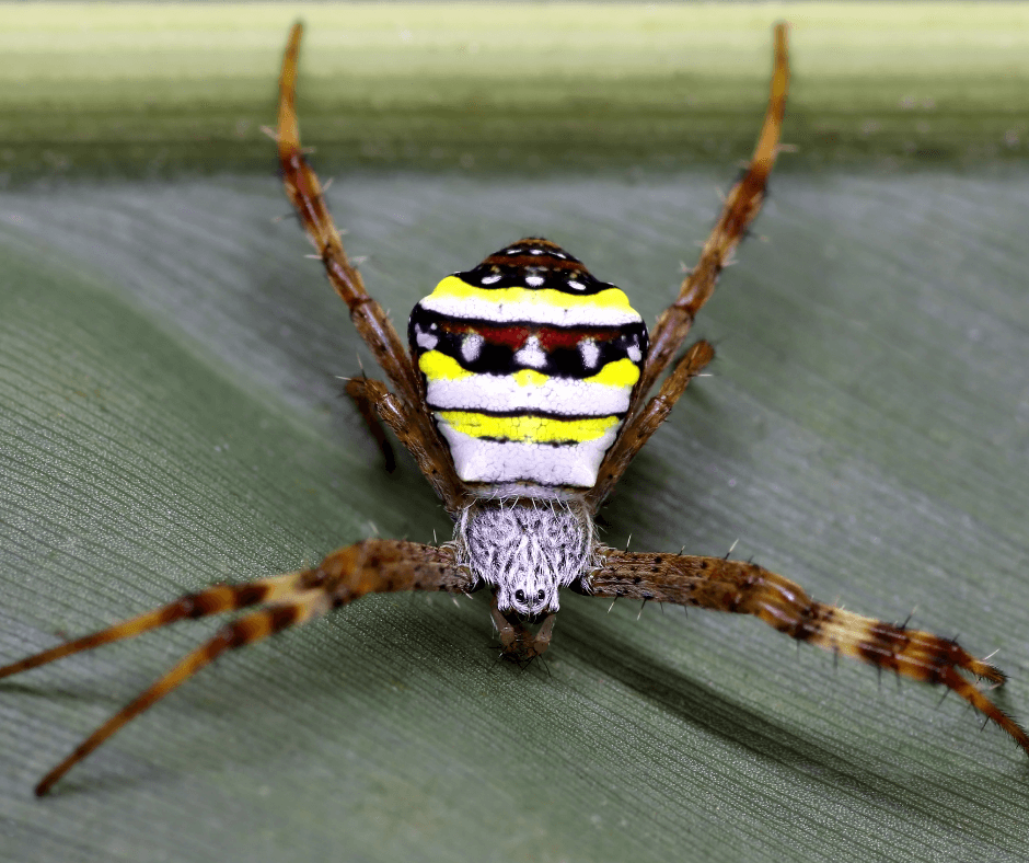 A colorful spider is sitting on a green leaf