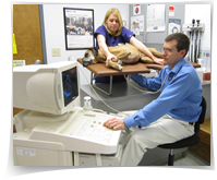 UNCC Veterinarian — Doctor Examining the Dog in Charlotte, NC