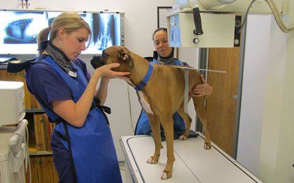 Radiographs (X-rays) —  Dog  Radiographs  in Charlotte, NC