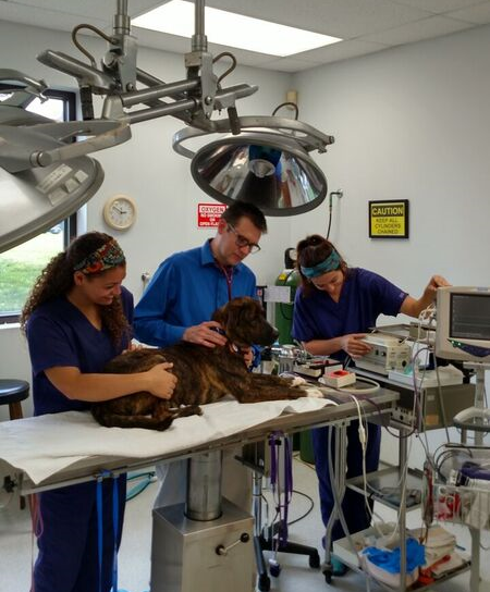 Pre Surgical Exam — Veterinary Hospital in Charlotte, NC