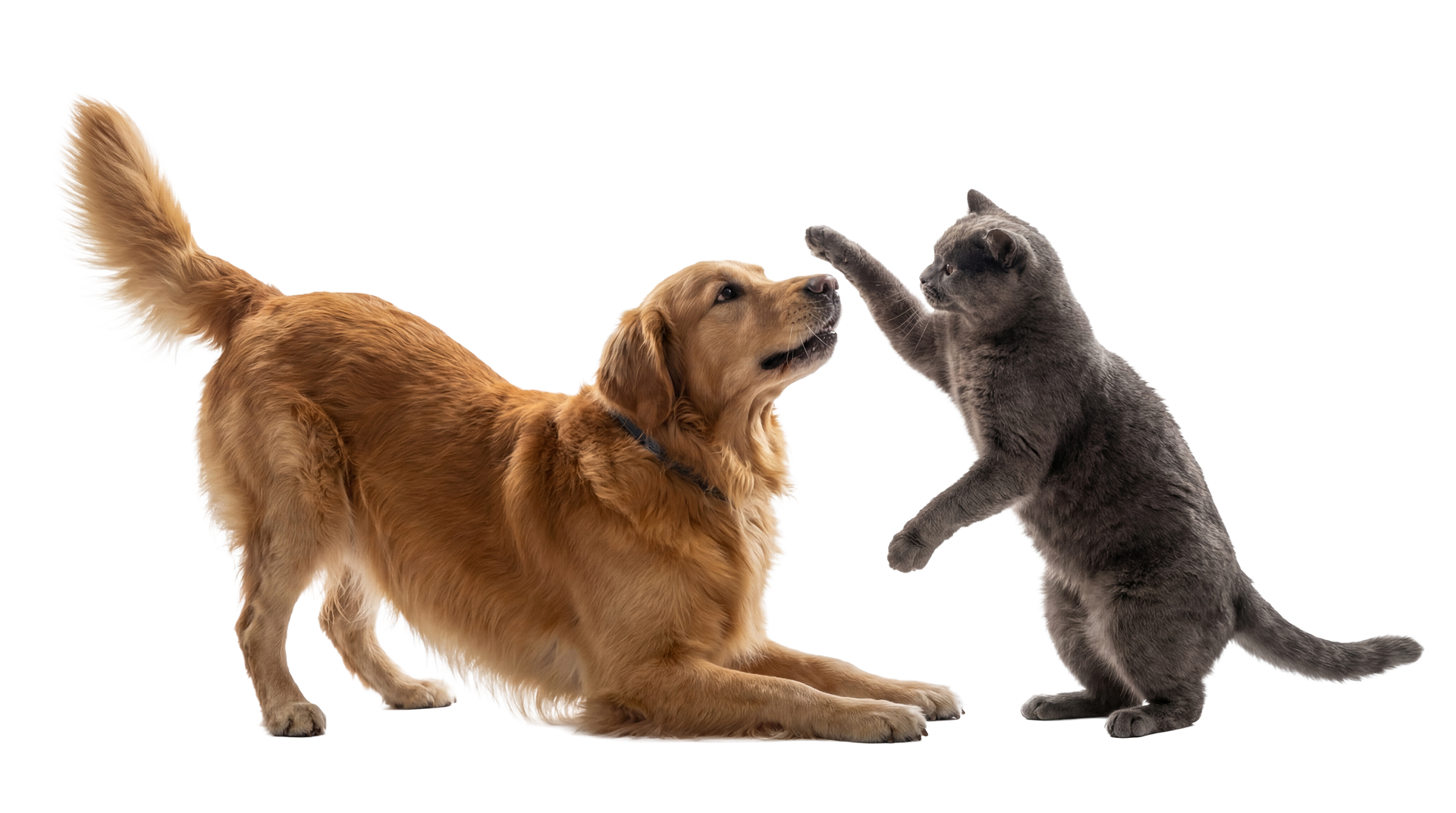Golden dog playfully bowing to a gray kitten standing on hind legs against a white background