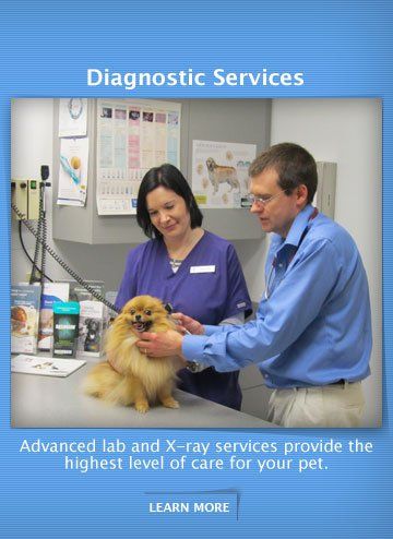 Veterinarians — Doctors checking Dog in Charlotte, NC