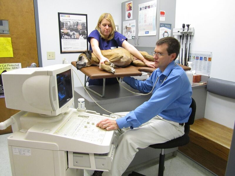 Ultrasound — Dog  Ultrasound  in Charlotte, NC