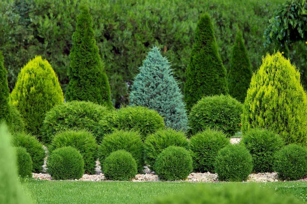 Tree & Shrub Care — Alliance, OH — Oasis Lawn Care