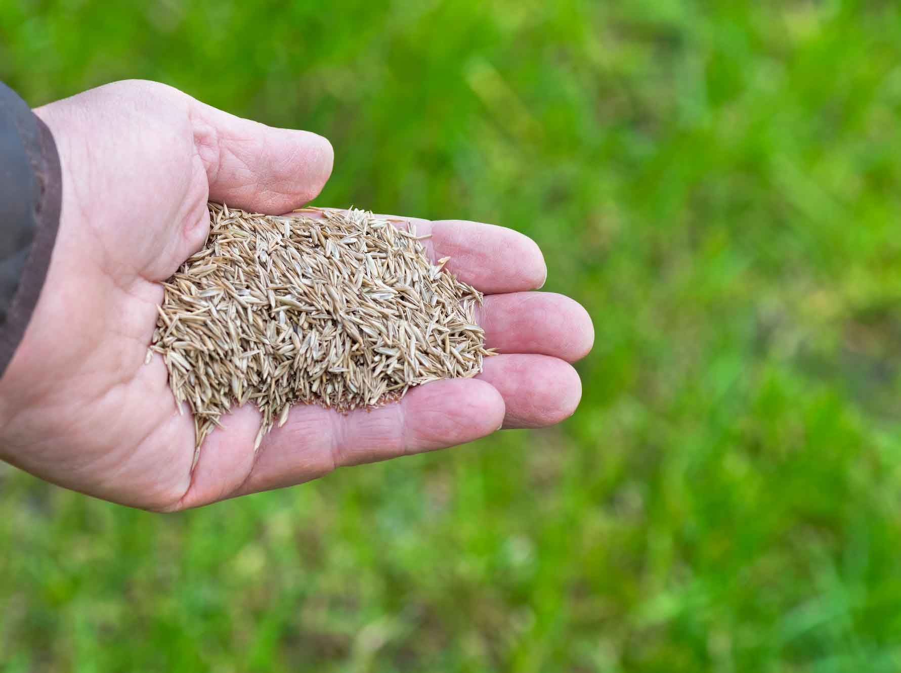 Overseeding — Alliance, OH — Oasis Lawn Care