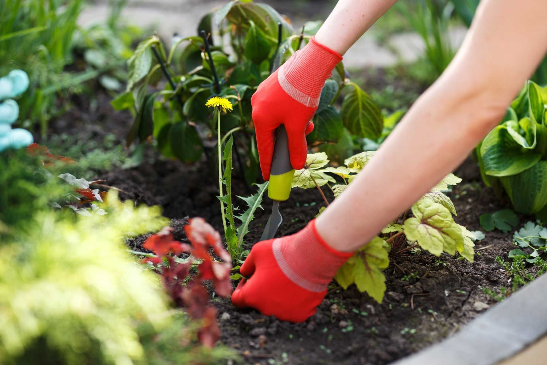 Weed Control — Alliance, OH — Oasis Lawn Care