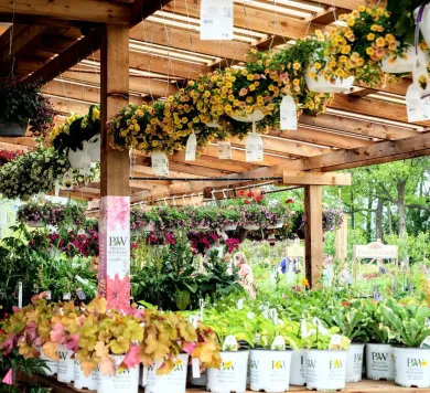 A garden center display with rows of hanging yellow flowers, potted plants, and wooden rafters against a natural backdrop.