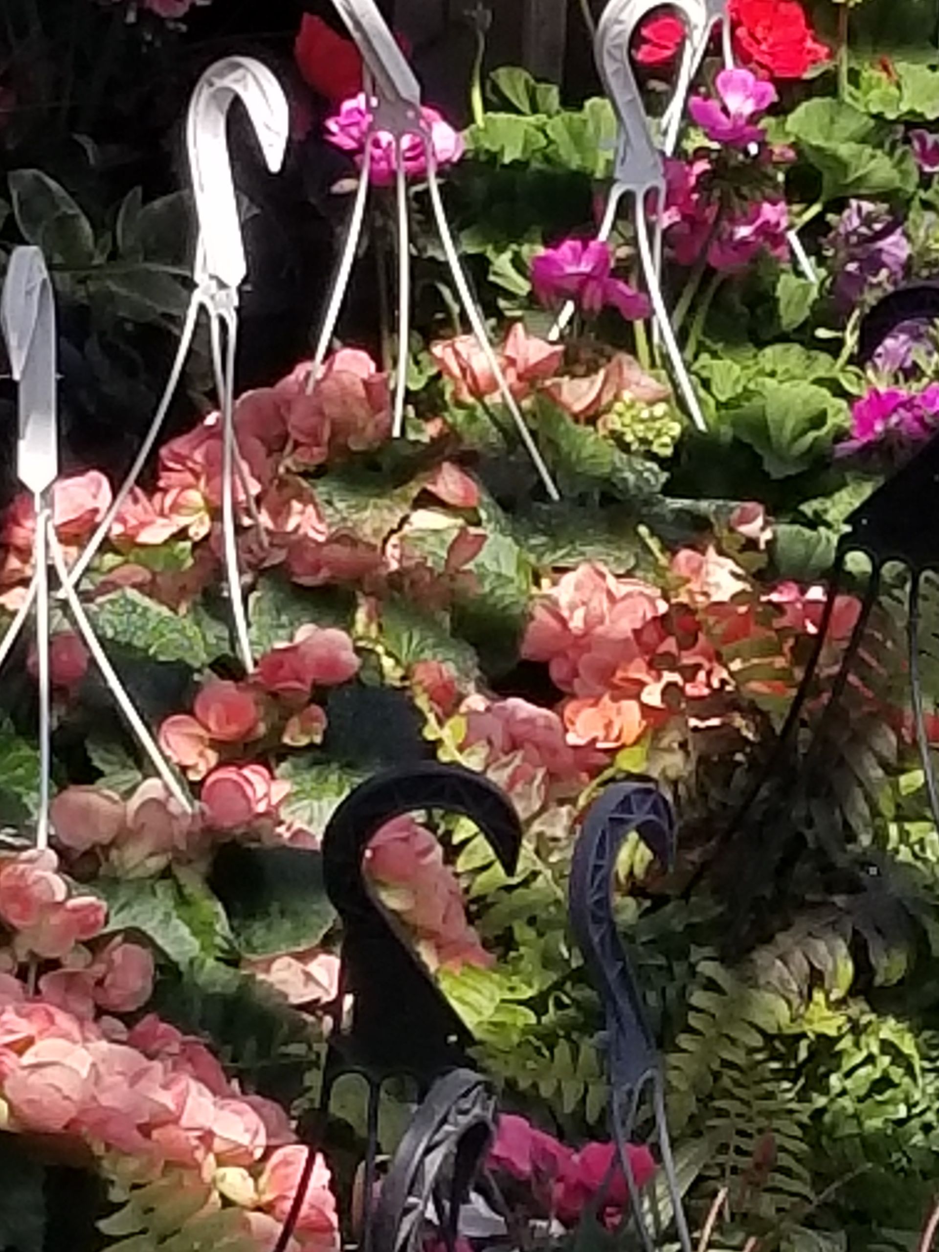 Pink and white flowers in a garden, with black decorative metalwork in the foreground