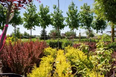 Rows of potted plants in a nursery with vibrant red and yellow foliage in the foreground and young trees in the back.