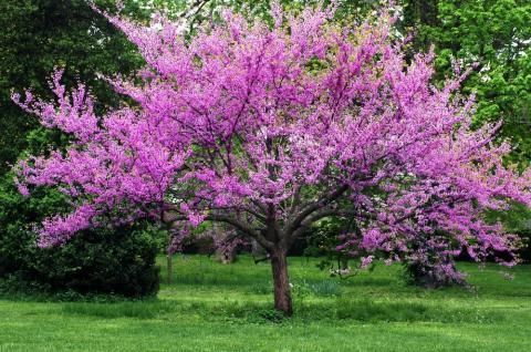 Pink flowering tree in a green grassy park with dense trees in the background