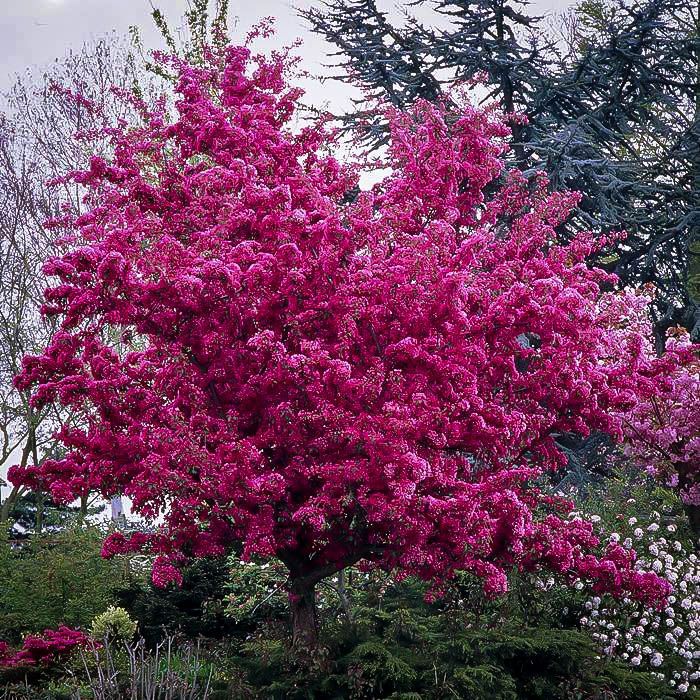Bright pink flowering tree in a garden, with dark green shrubs and bare branches behind it.