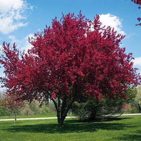 Bright pink flowering tree in a green park under a blue sky