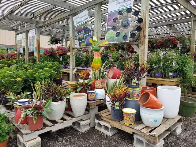 Shrubs for Sale Near Ann Arbor, MI | KBK Garden